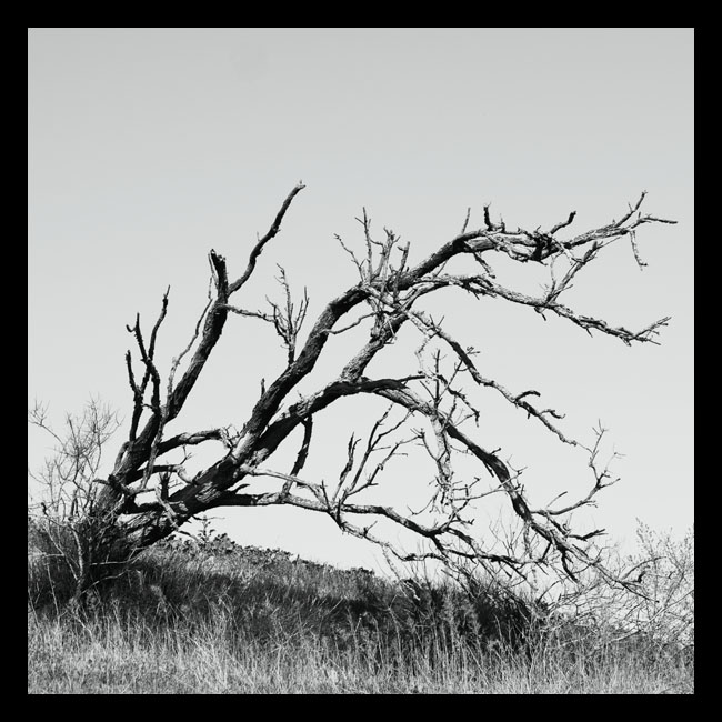 arbre_mort_site-nb-5858