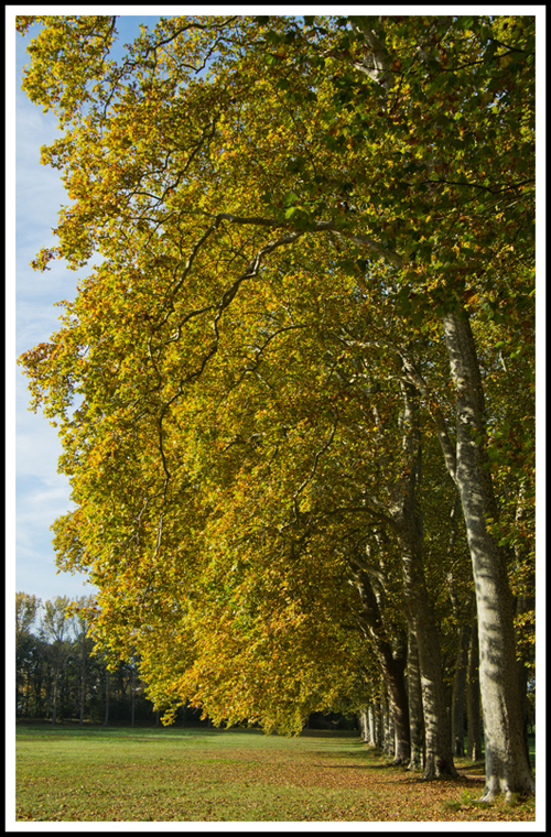 arbres_automne_site_3617