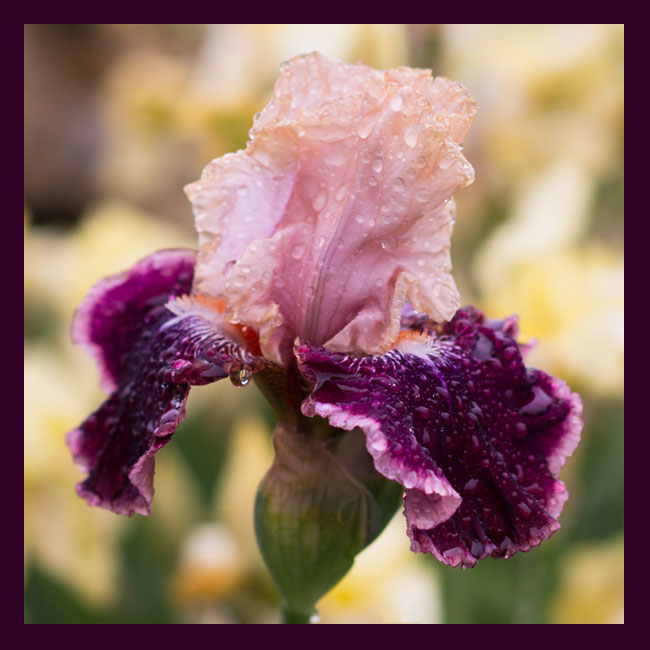 iris-violet-pluie-site-6922