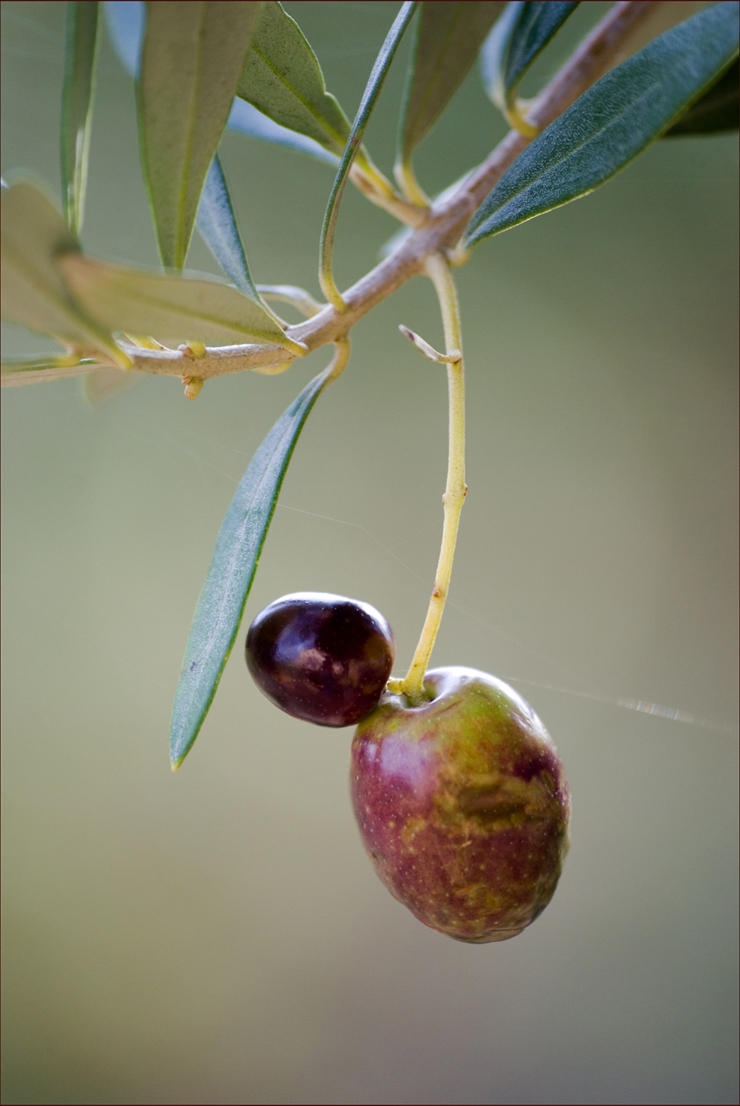 olives26