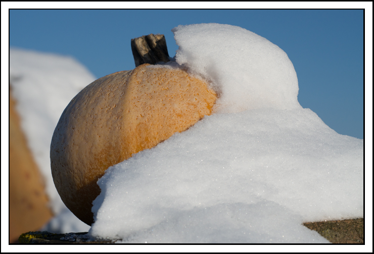 courgette_neige_site5140