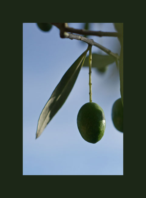 olive site4319
