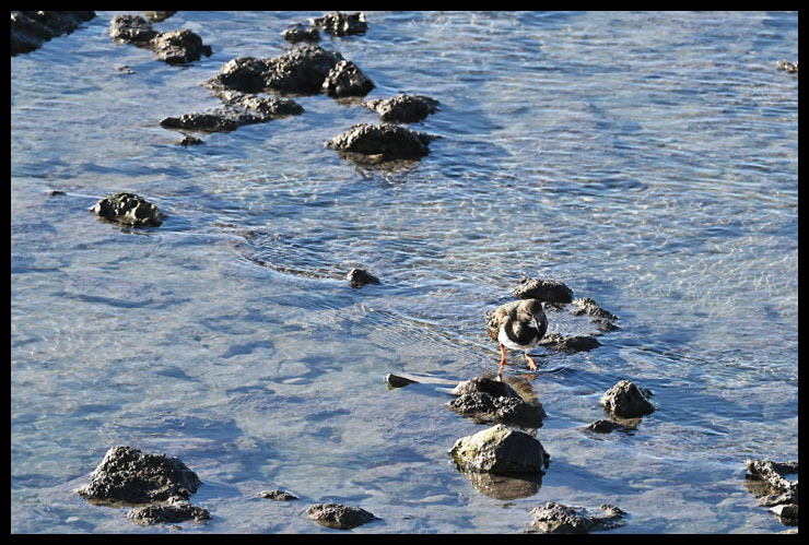 site9950tournepierre