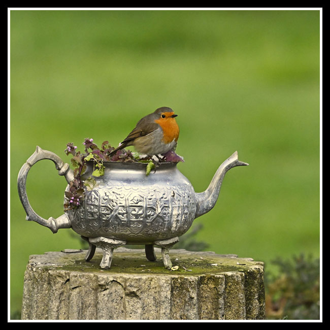 site7792robin