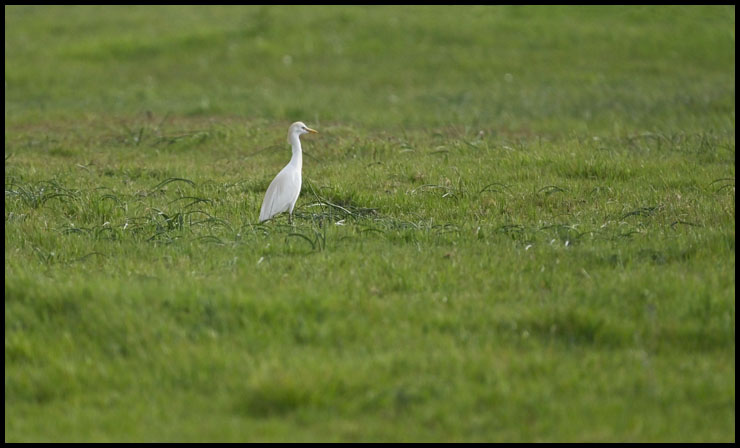 4209aigrette site