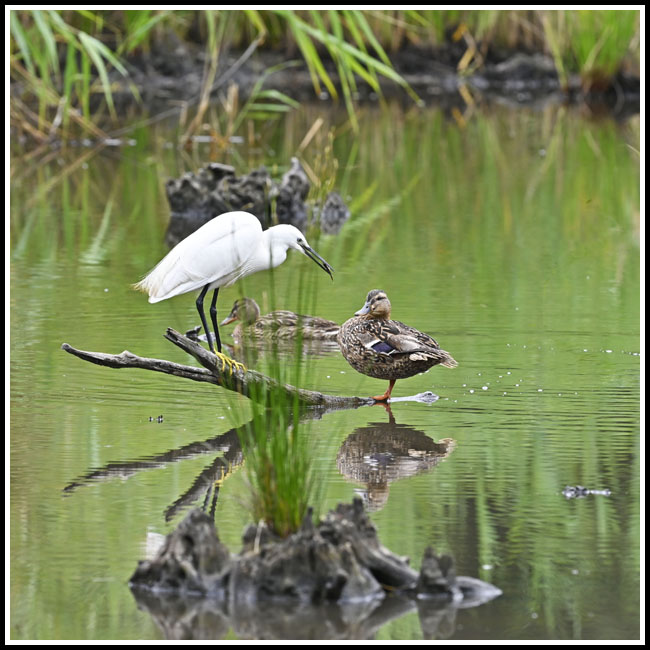 4966aigrette canes