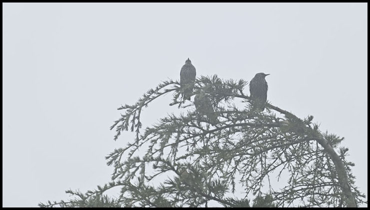 6855sansonnets brouillard