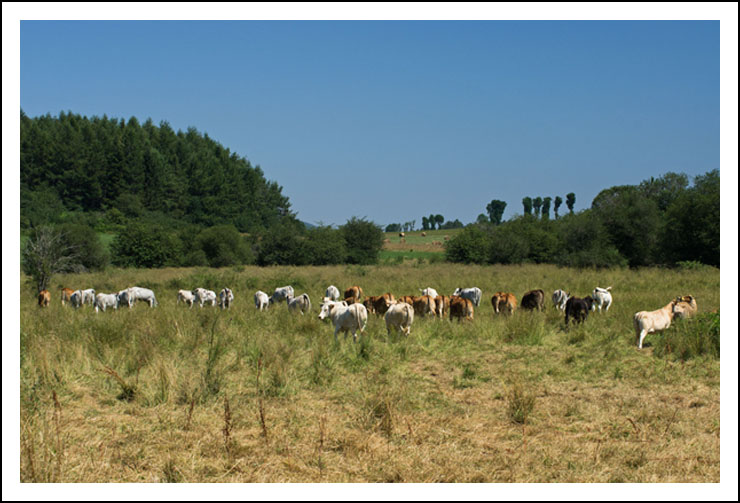   vaches site13707