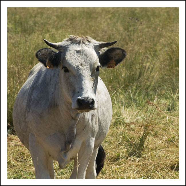  vaches site108133686