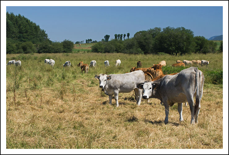  vaches site13695