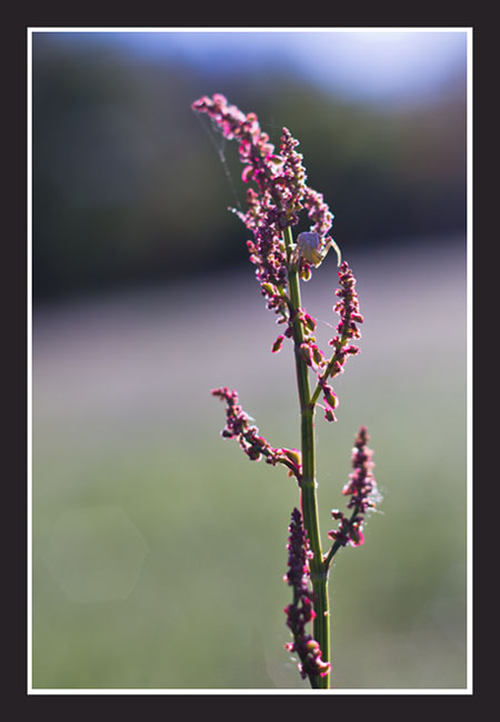 aragne_rumex_site6614