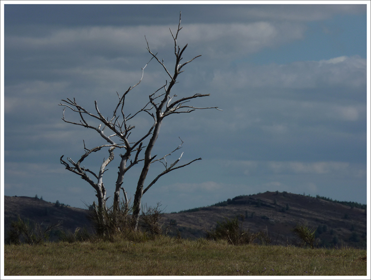 arbre_argent