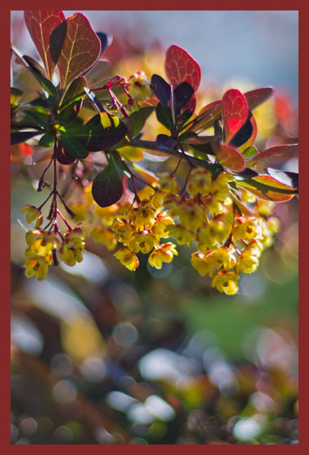 berberis_bok_site6564