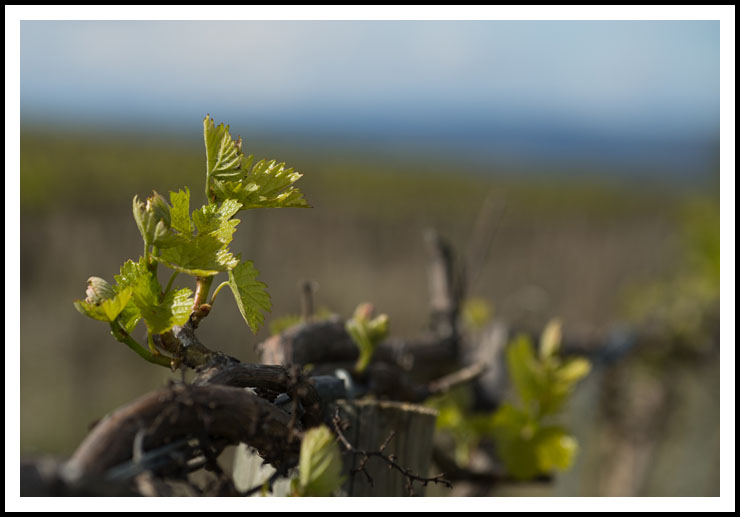 bourgeons_vigne_site_6315