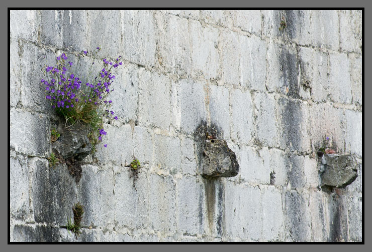 camp_muraille_site7651