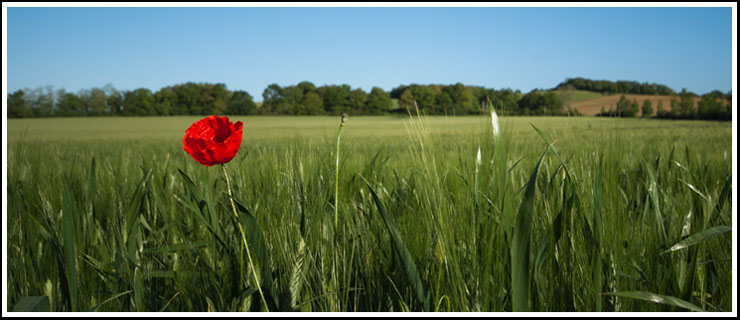 champ_ble_coquelicot_py_site0048