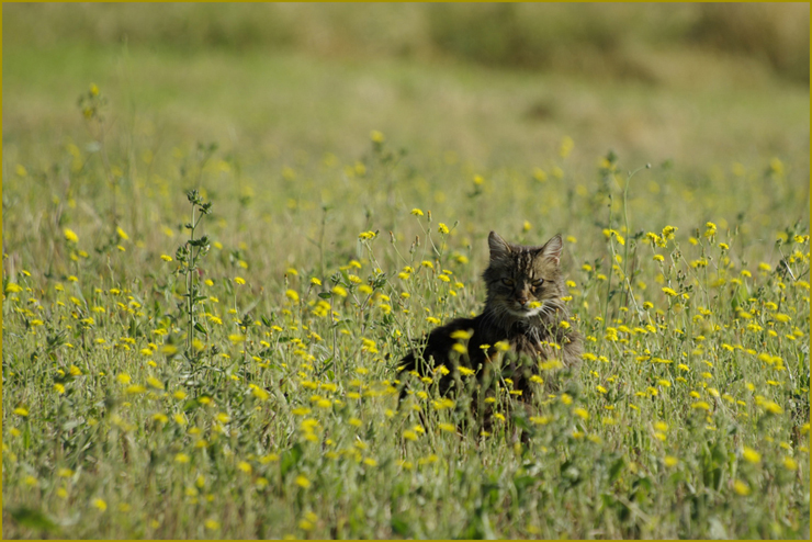 chatte_fleurs_jaune