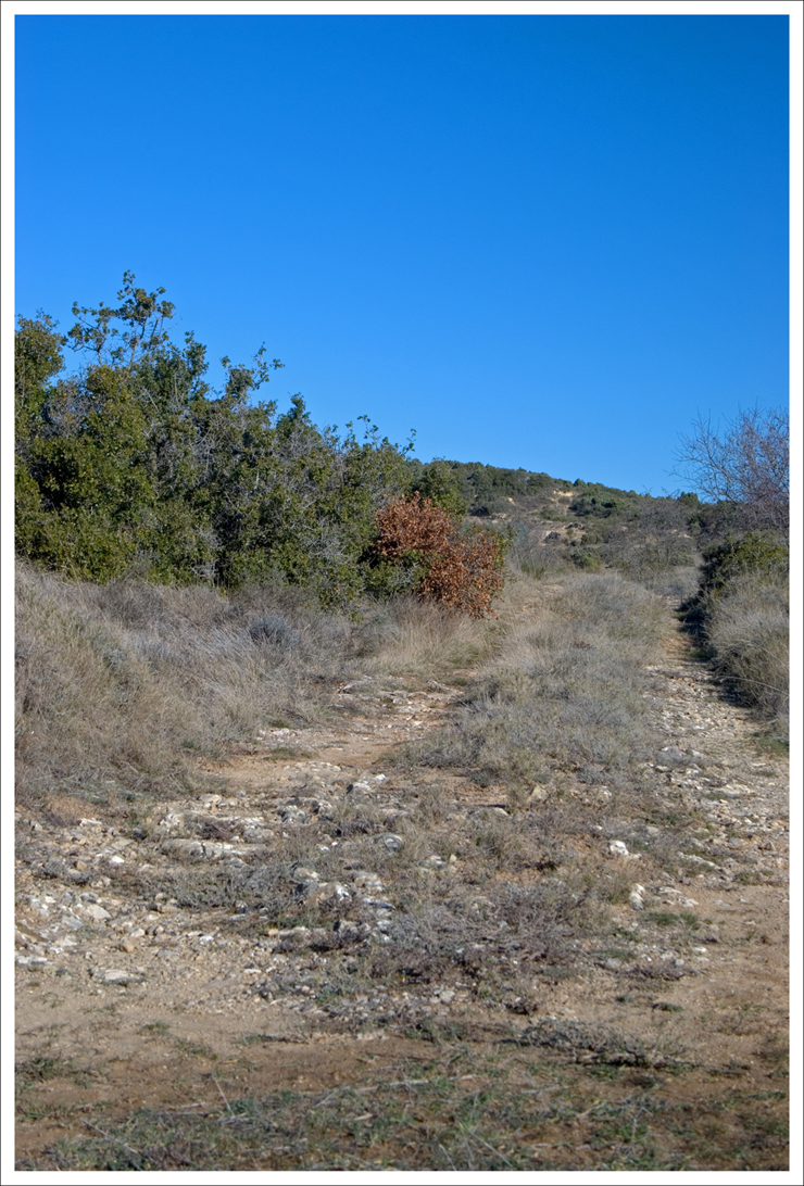 chemin_garrigue