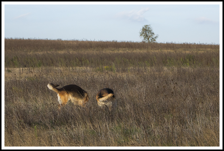 chiens_arbre_site3938