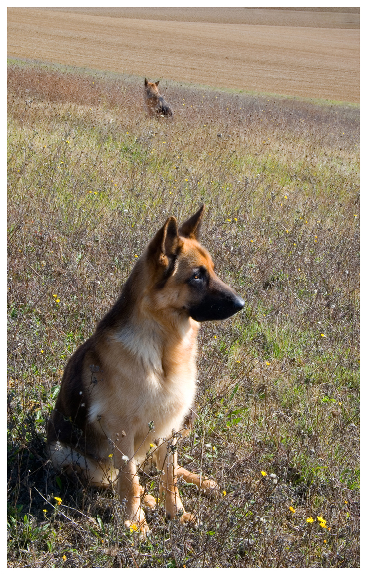 chiens_sentinelles