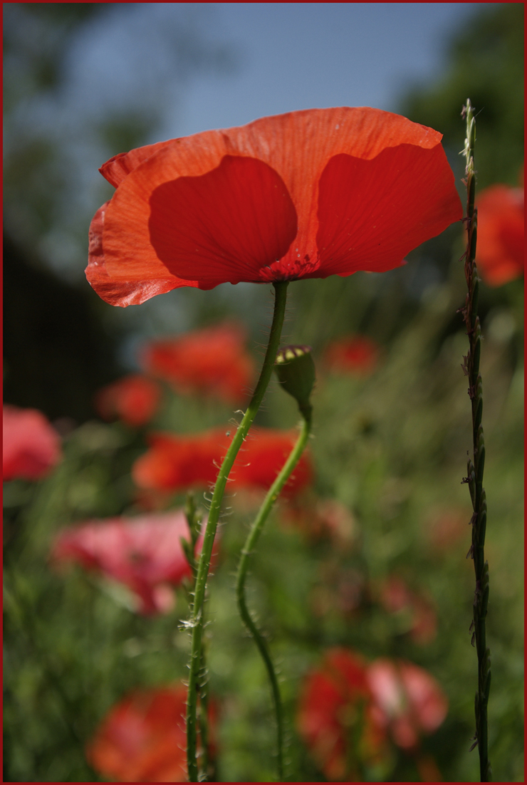 coquelicot