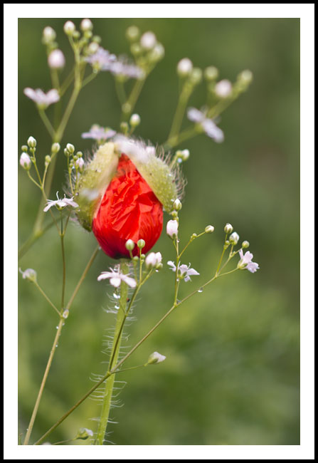 coquelicot_chapeau_site7816