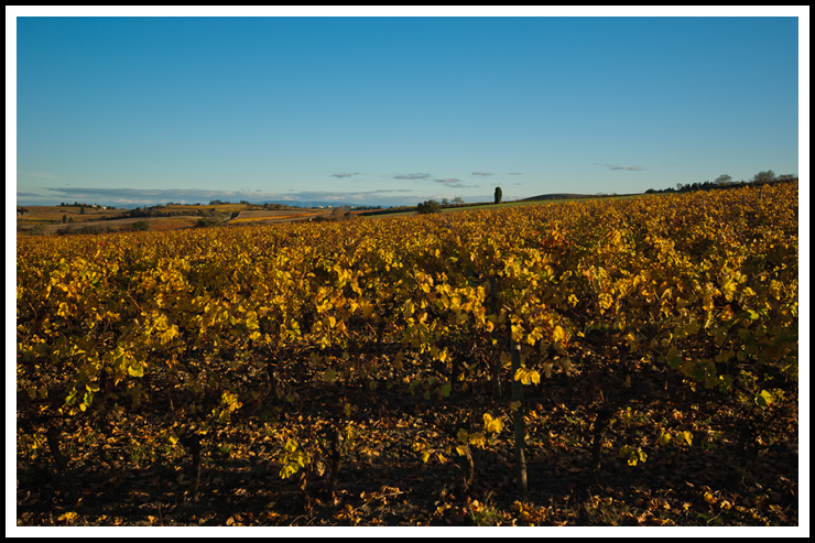 coteaux-vigne-site-0022