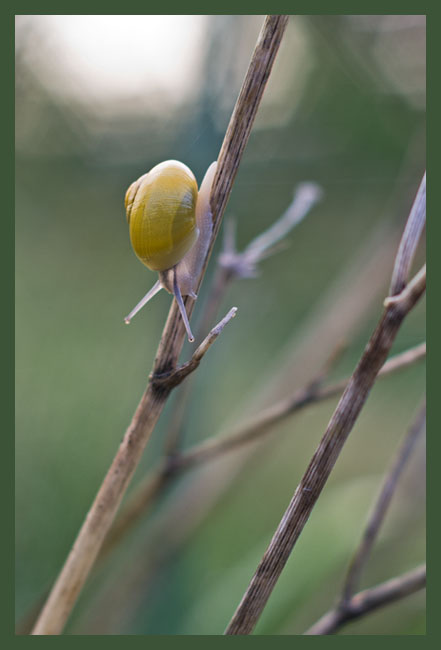 escargot_jaune_site_7791