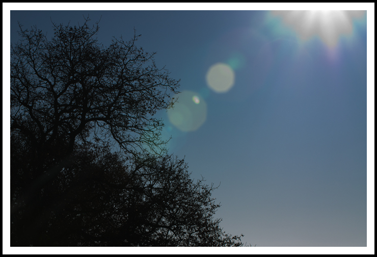 flare_arbre_site4981