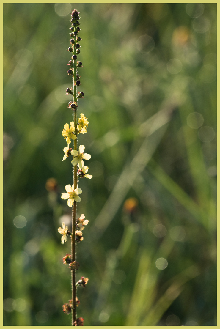 fleur_contre-jour_site1650