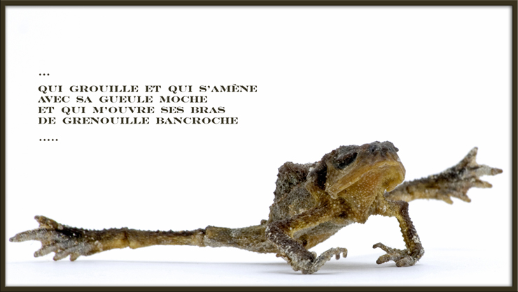 grenouille_bancroche