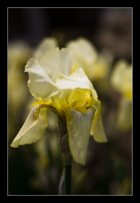 iris_site6714