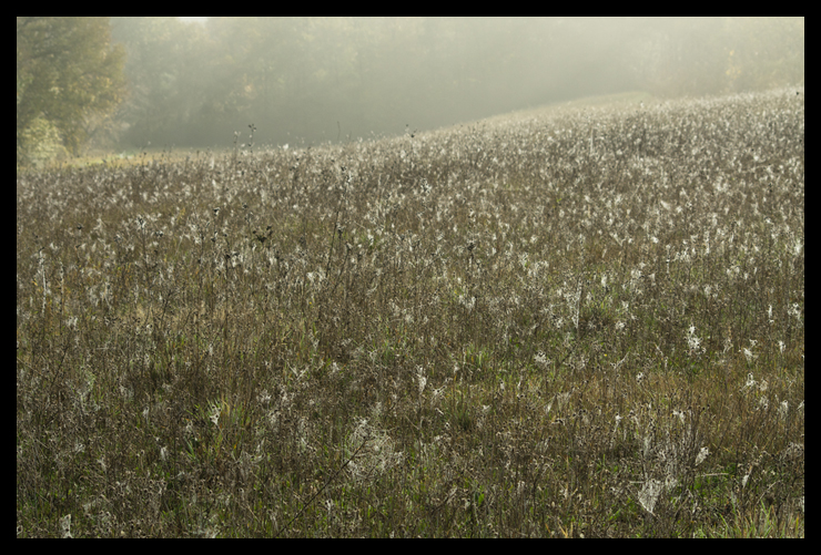 jachere_brouillard_site4133