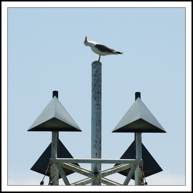 mouette_site7138