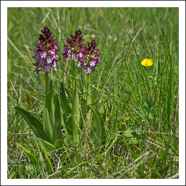 orchis ren site 12376