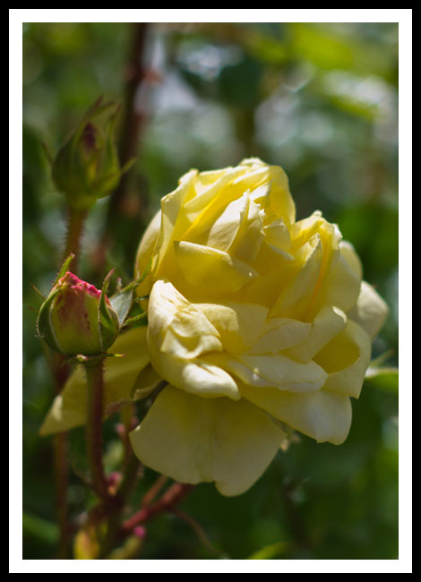 rose_jaune_site6504