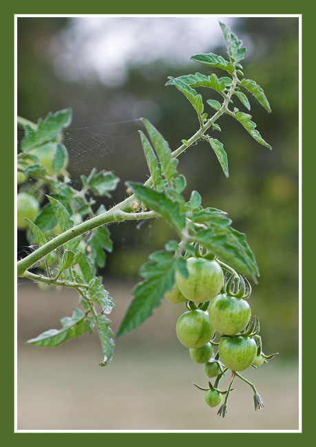 tomates_vertes_site9155