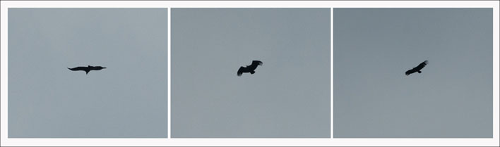 trip_aigles_site