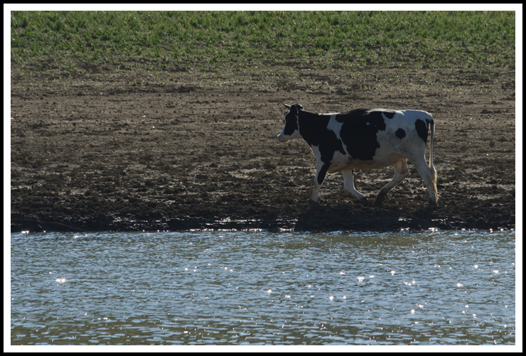 vache_contrejour_site3311