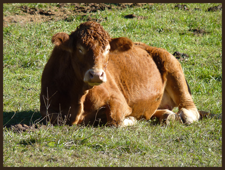 vache_frisee_site1000676-2