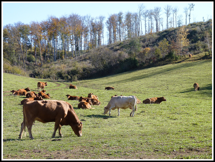 vaches_en_or_site1000674-2