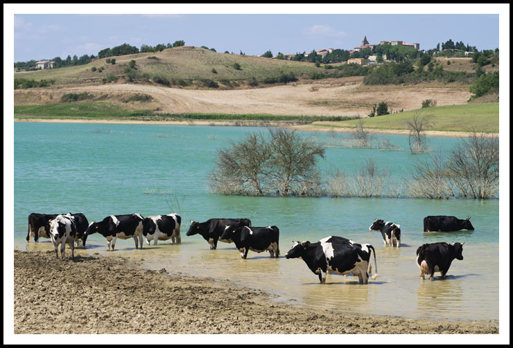 vaches_plage_site8608