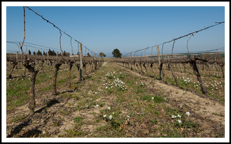 vignes_prouilles_site0007