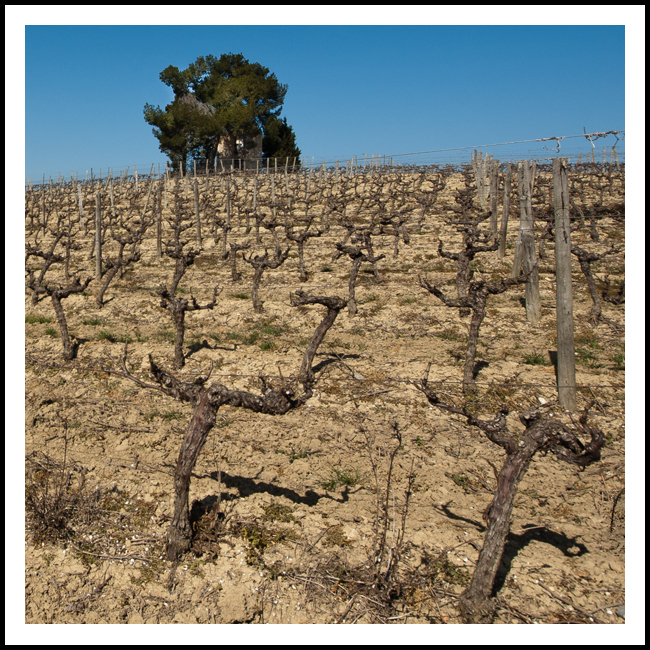 vignes_prouilles_site0014