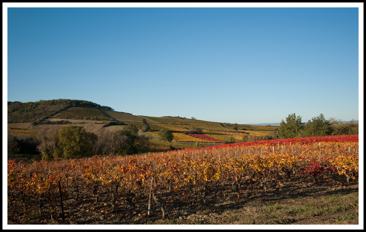 vignes_rouge-site-0019