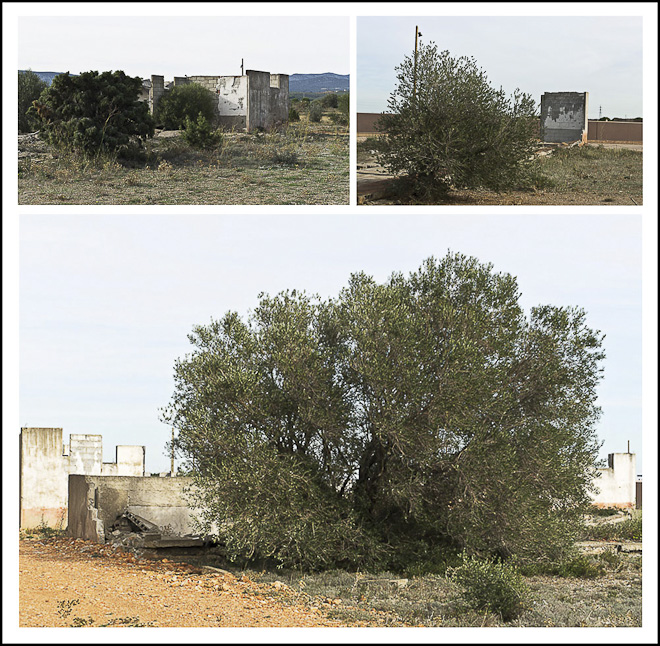 mnt vegetation memorial