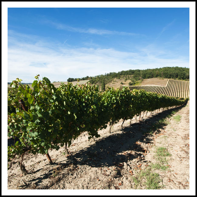 vignes site15092013-0020